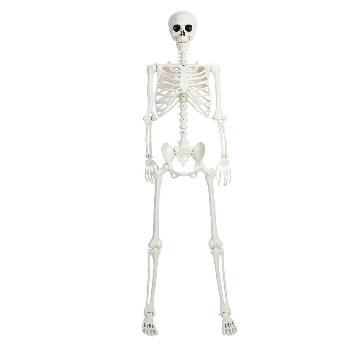 5.4Ft/165cm Life Size Skeleton with Movable Joints N116