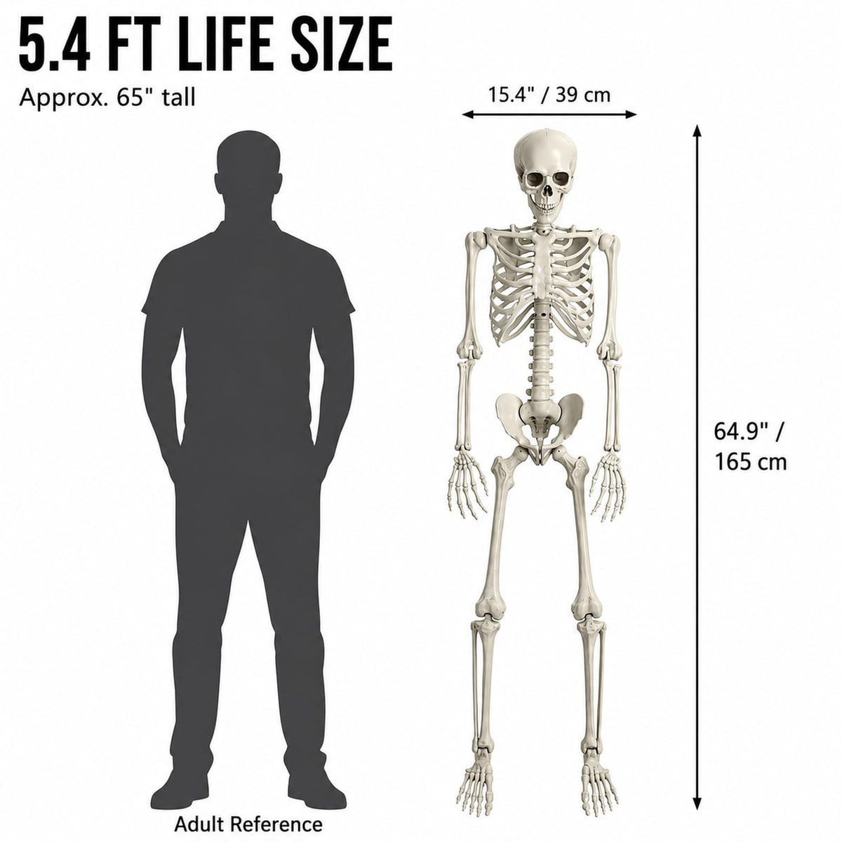 Life Size Full Body Skeleton Prop X36893
