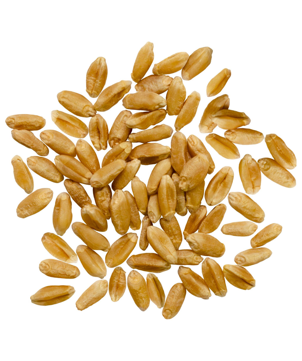 Hard Red Spring Wheat Berries 25 LBS Bag P81599