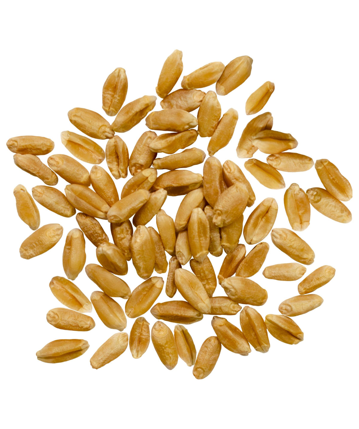 Hard Red Spring Wheat Berries 25 LBS Bag P81599