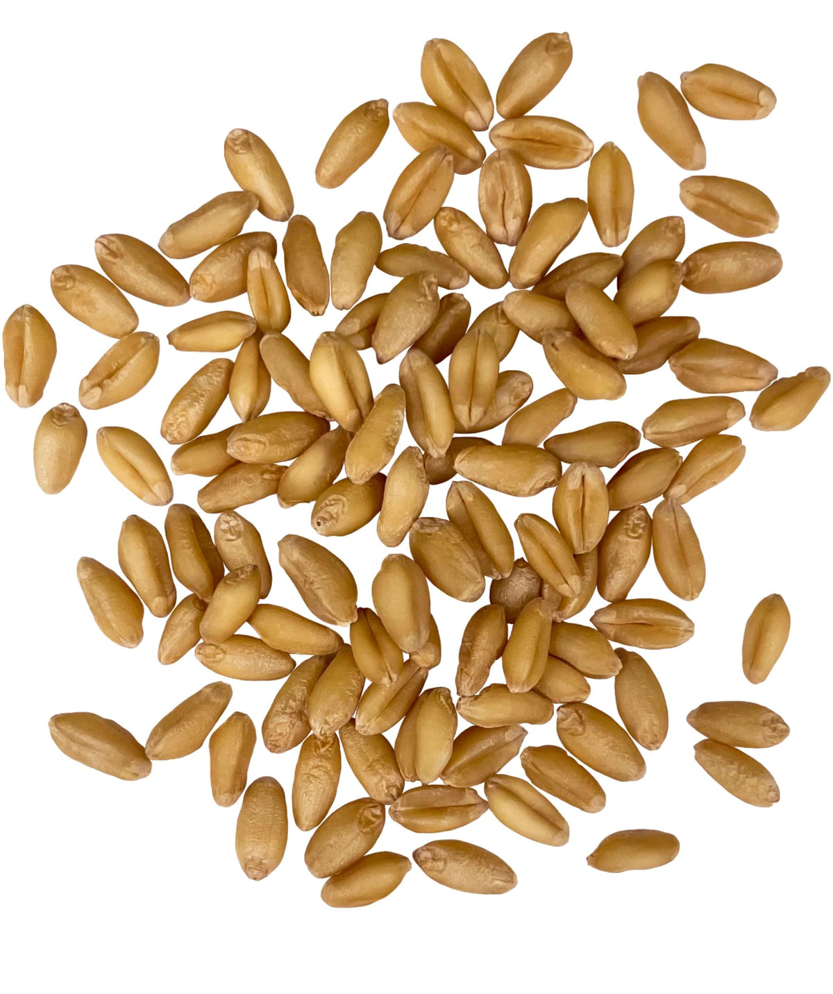 Soft White Wheat Berries 5 lbs E418492
