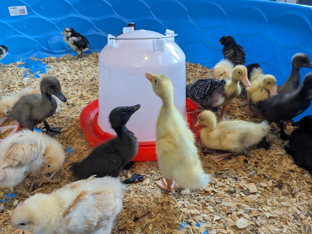 1.5-Gallon Poultry Waterer with Metal Handle M725