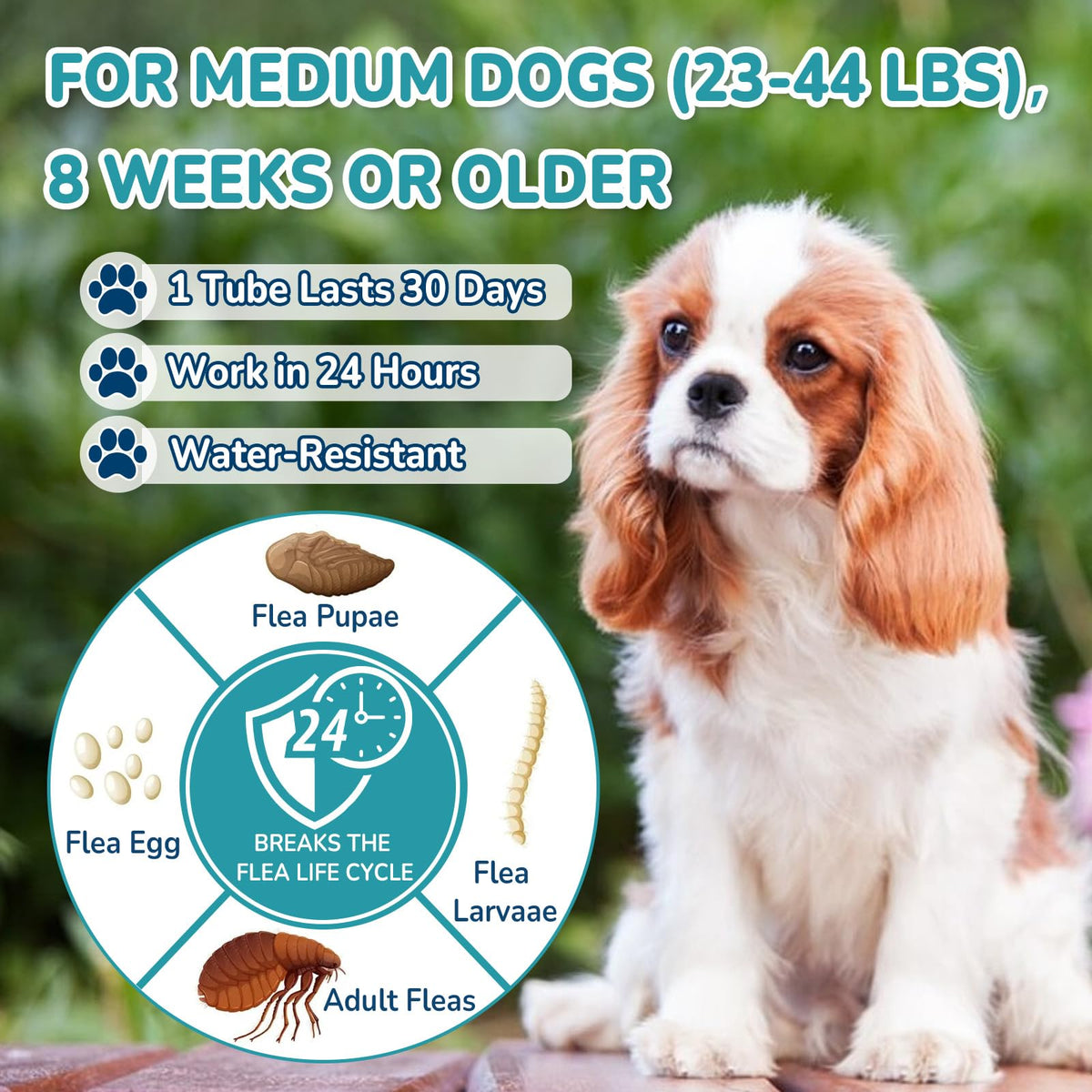Flea and Tick Prevention for Medium Dogs Z566482