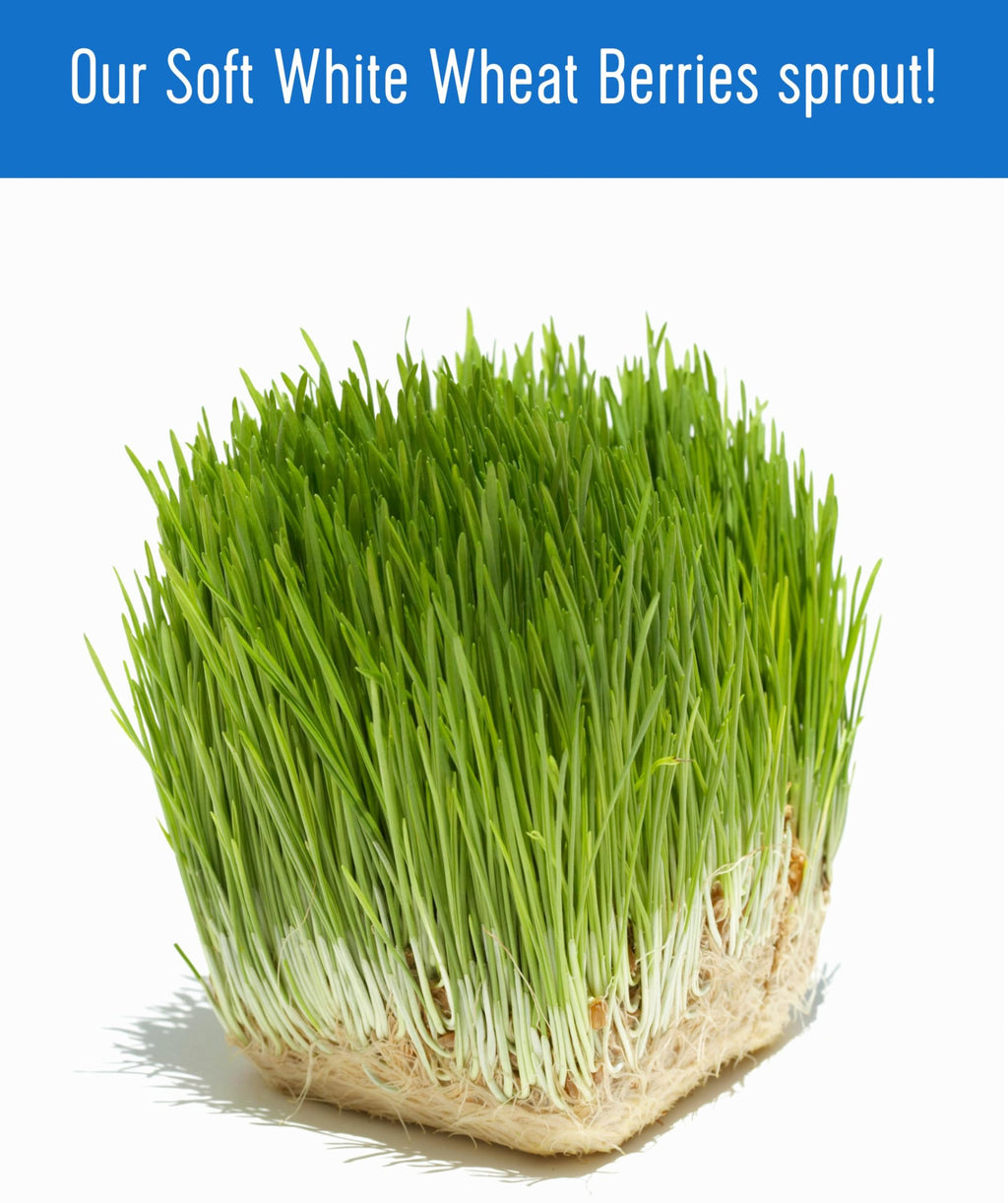 Soft White Wheat Berries 5 lbs E418492